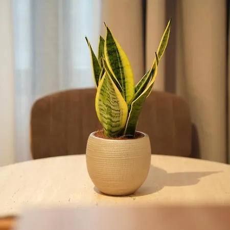 Appartement Nea Deluxe
